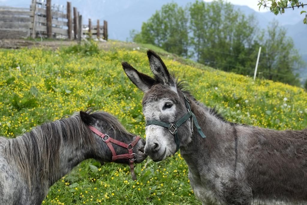 Vila Christernhof Maria Alm am Steinernen Meer Exteriér fotografie